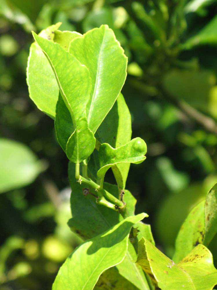              Sun leaves (Winter Haven, FL)       